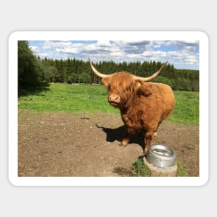 Scottish Highland Cattle Cow 2408 Sticker